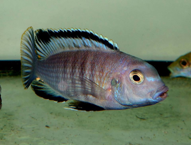 Tropheops romandi 'Mazinzi Reef'